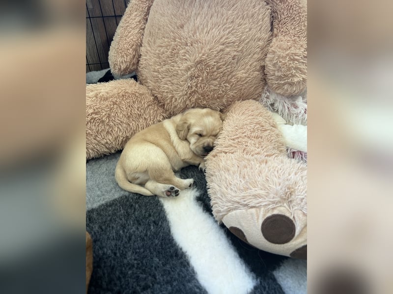 Reinrassige Labrador Welpen m.P. aus liebevoller Zucht