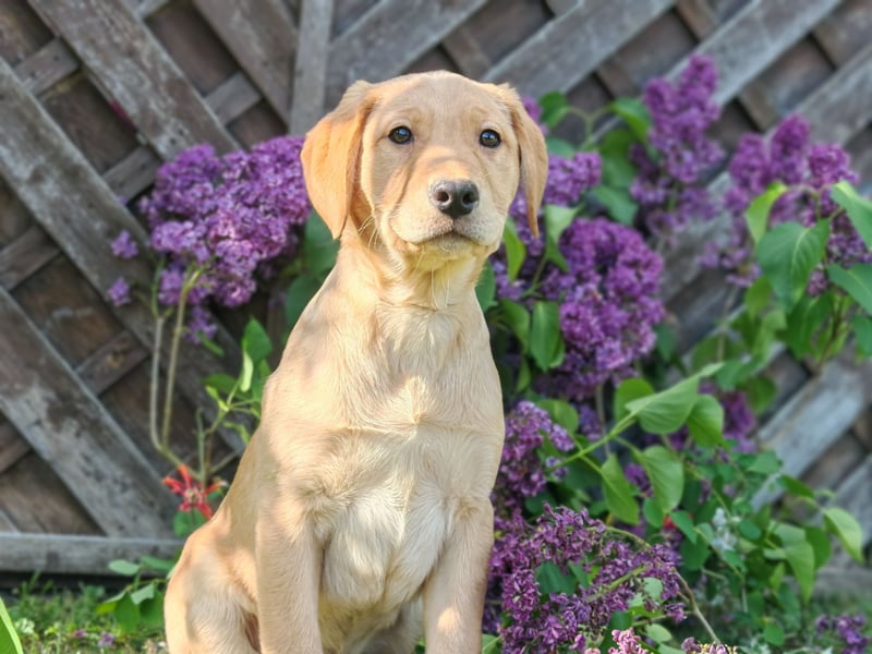 Labrador Welpen