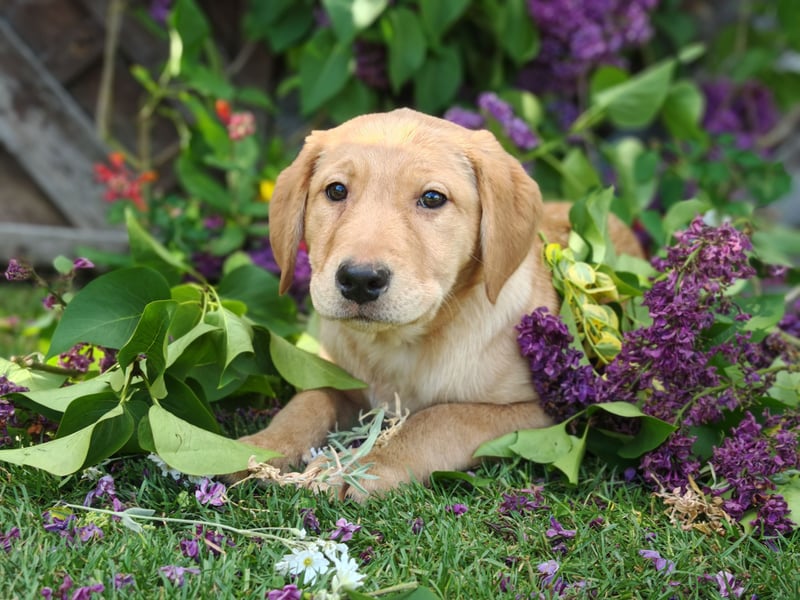 Labrador Welpen