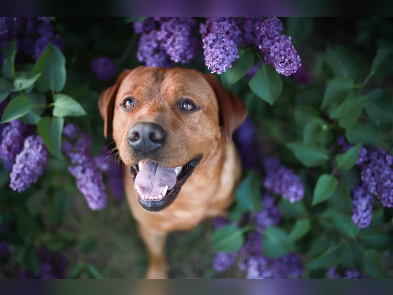 Labrador Deckrüde Foxred