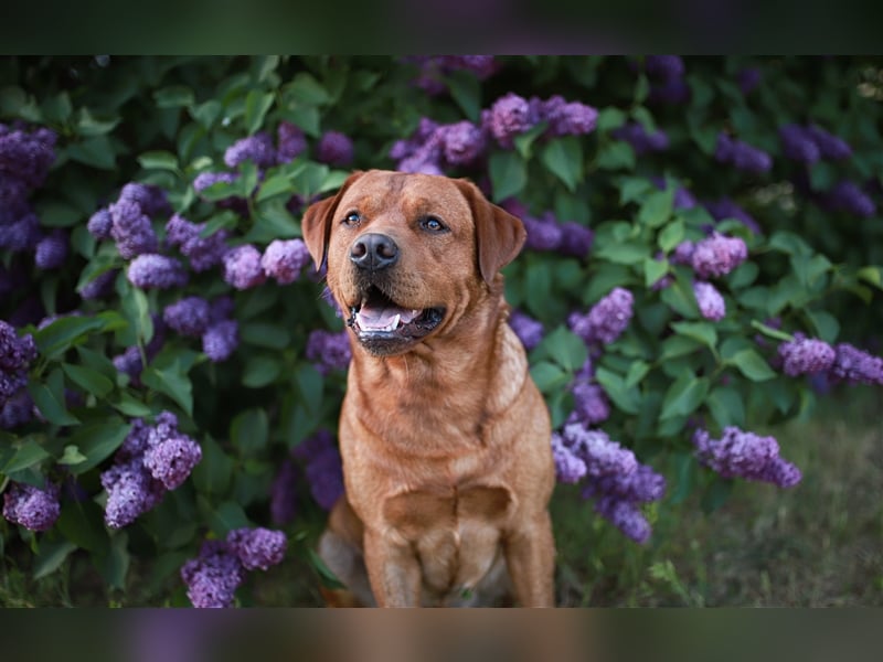 Labrador Deckrüde Foxred
