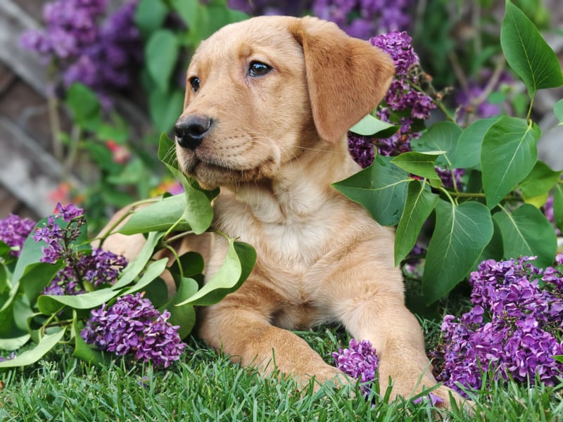 Labrador Welpen