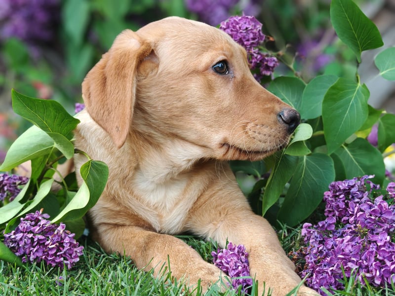 Labrador Welpen