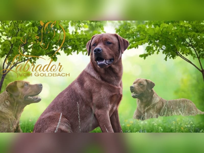 Labrador Deckrüde Foxred
