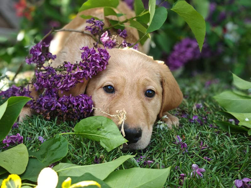 Labrador Welpen