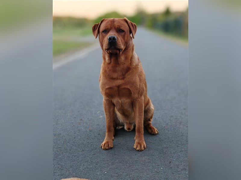 Labrador Deckrüde Foxred