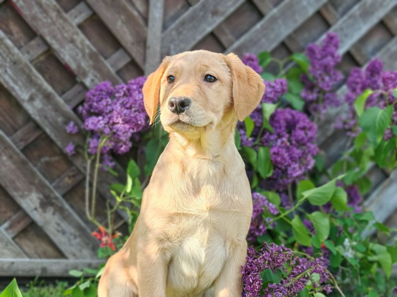 Labrador Welpen