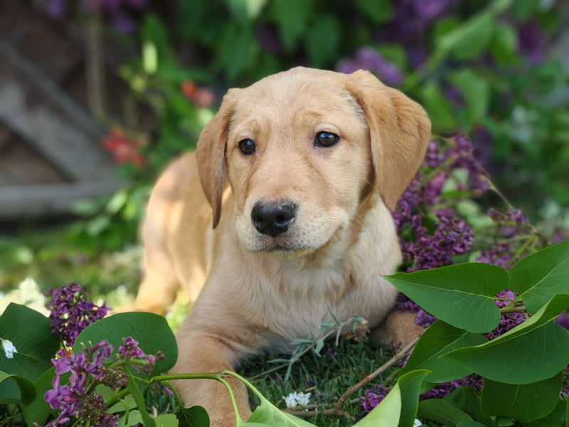 Labrador Welpen