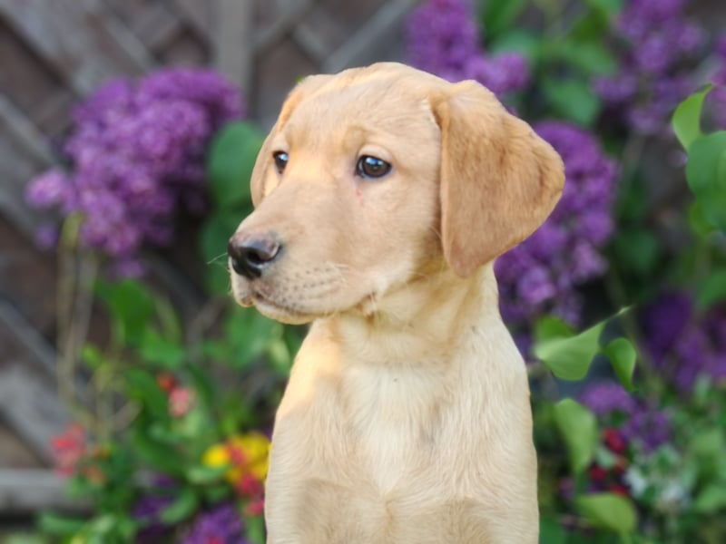 Labrador Welpen