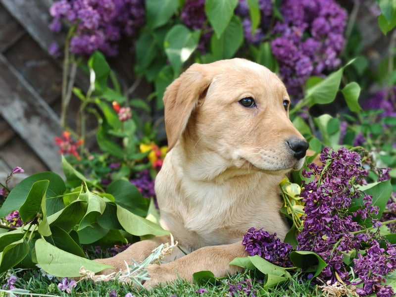 Labrador Welpen