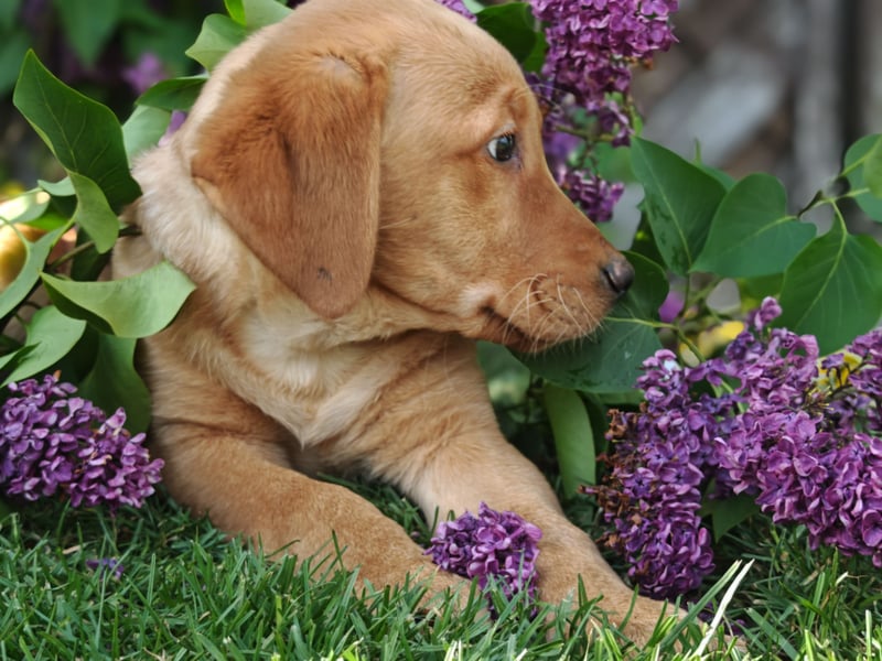Labrador Welpen