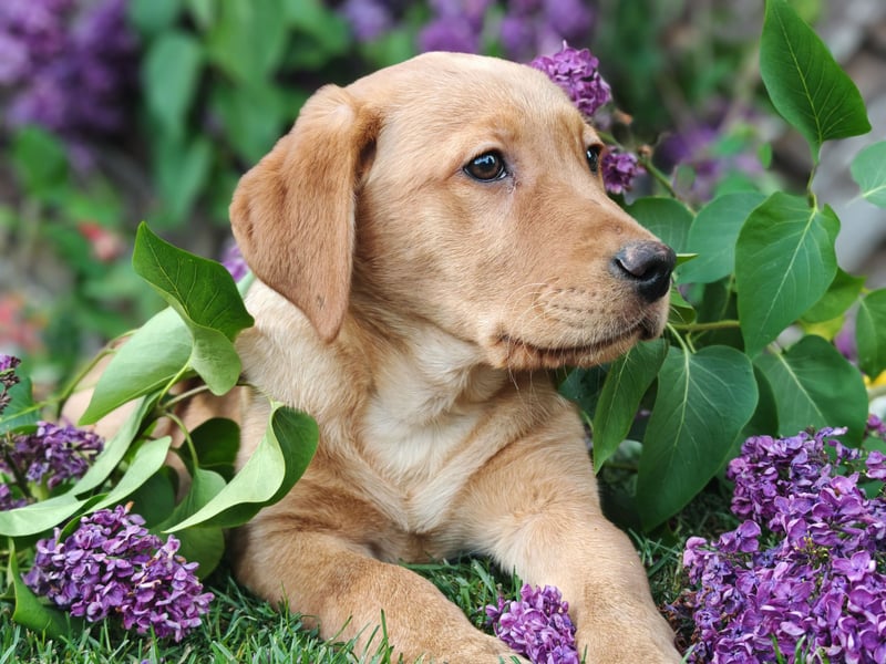 Labrador Welpen