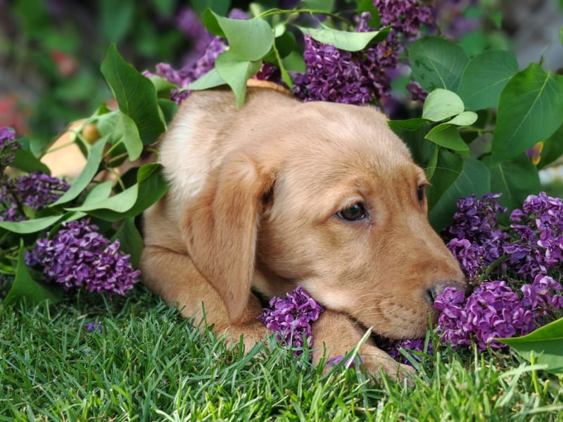 Labrador Welpen
