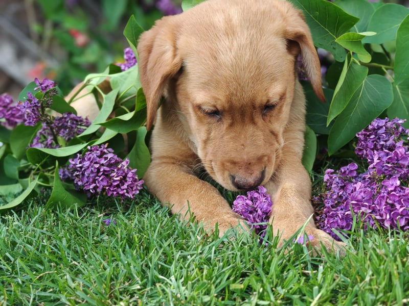 Labrador Welpen