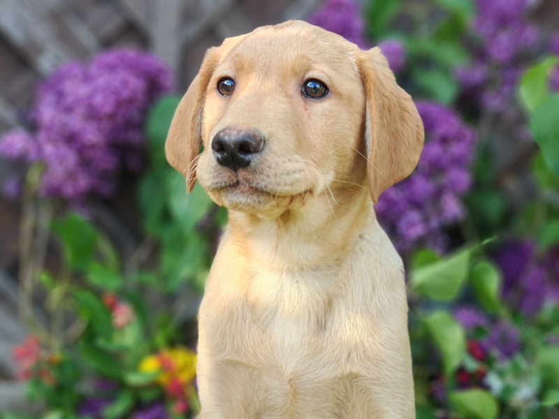 Labrador Welpen
