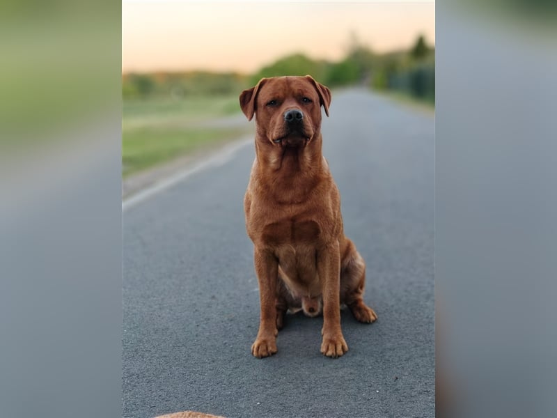 Labrador Deckrüde Foxred