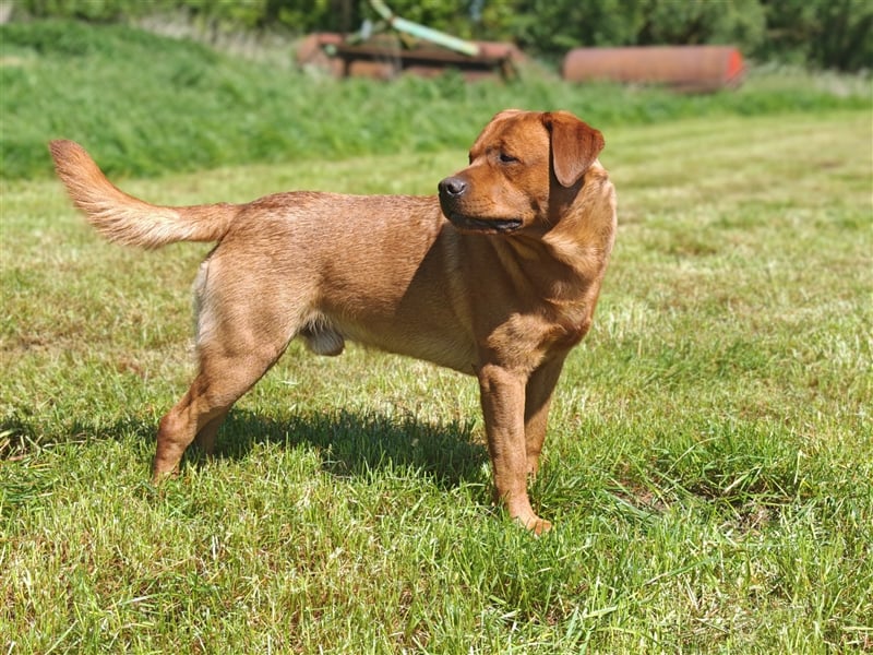 Labrador Deckrüde Foxred