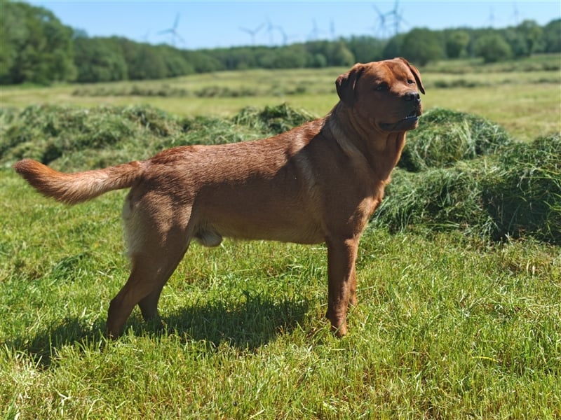 Labrador Deckrüde Foxred