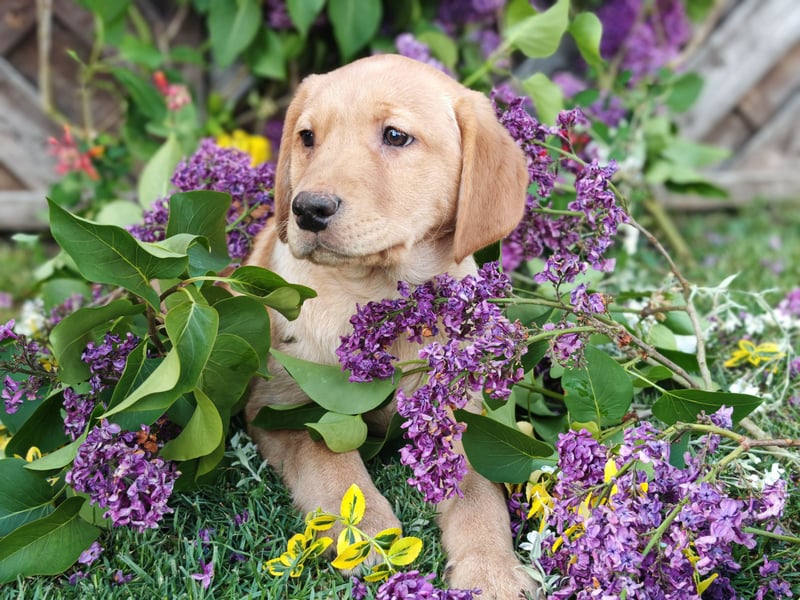 Labrador Welpen