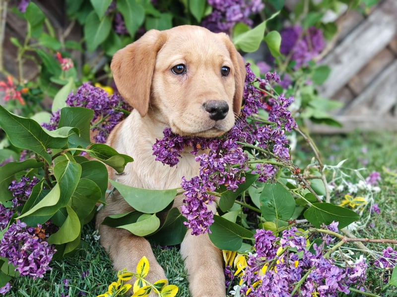 Labrador Welpen