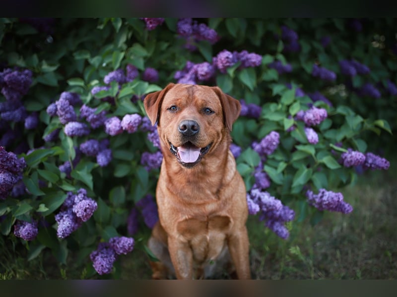 Labrador Deckrüde Foxred
