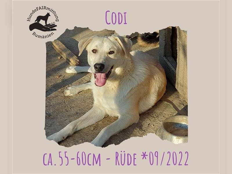 Codi