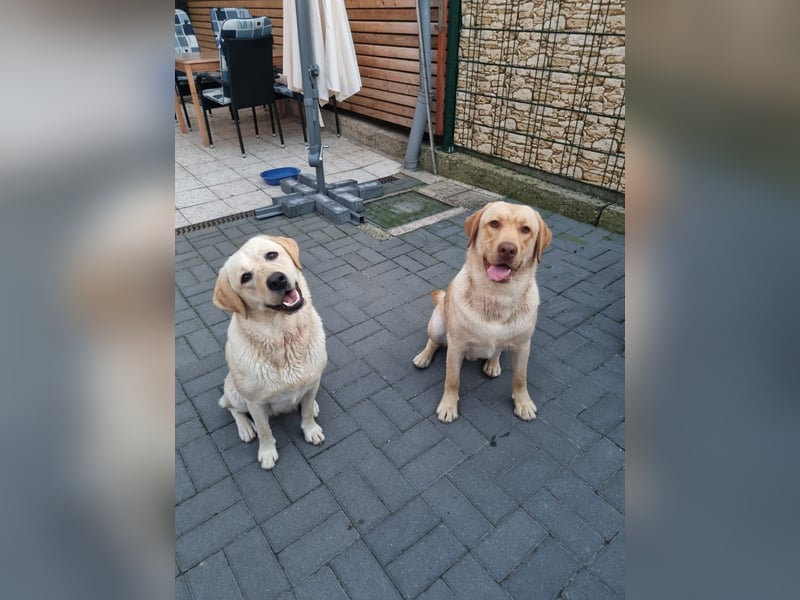 Reinrassige Labrador Welpen