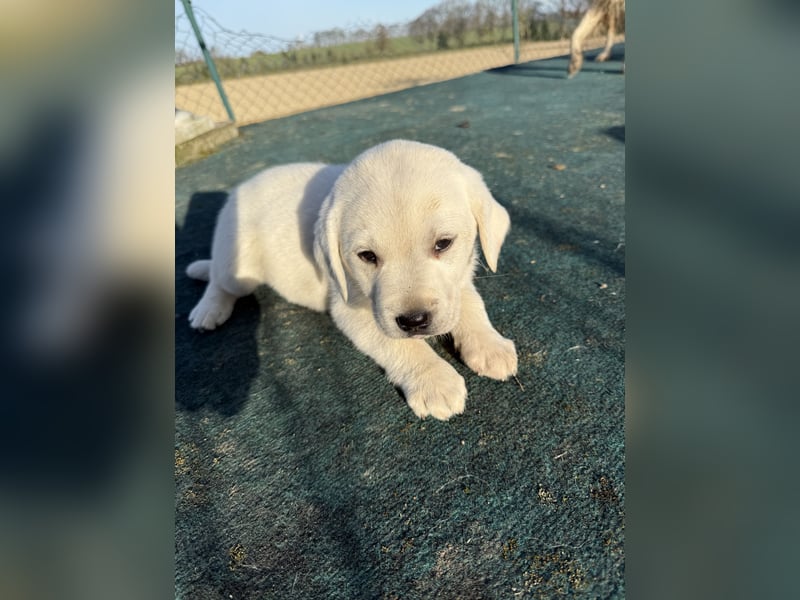 Labrador Welpen ( Weiß )