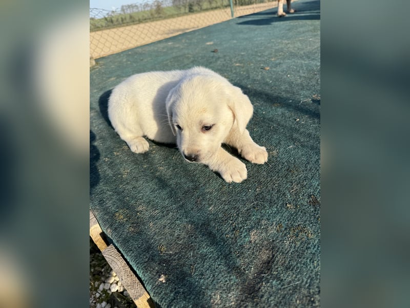 Labrador Welpen ( Weiß )