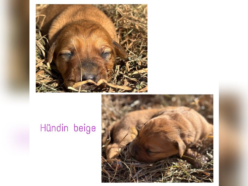 Labrador - Hovawart Mischlingswelpen