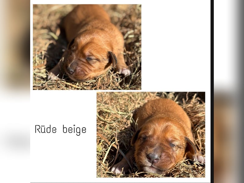 Labrador - Hovawart Mischlingswelpen
