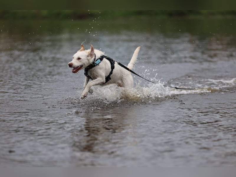 Labradormischling Wilma abzugeben