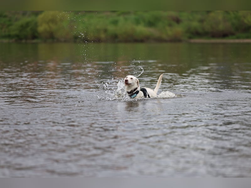 Labradormischling Wilma abzugeben