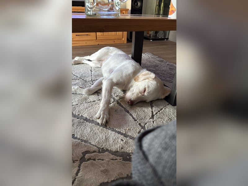 Labradormischling Wilma abzugeben