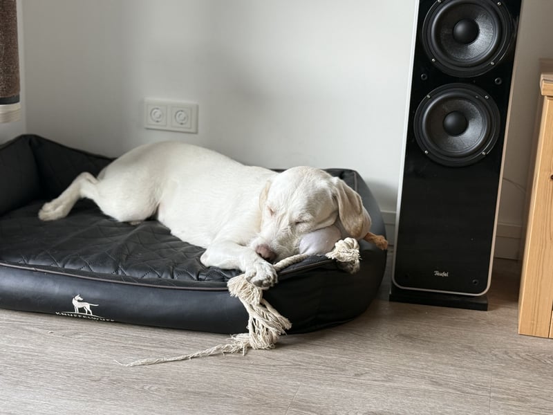 Labradormischling Wilma abzugeben