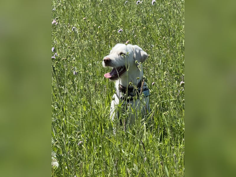 Labradormischling Wilma abzugeben