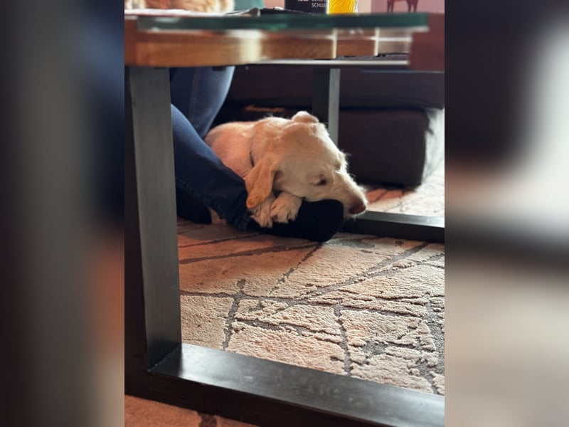Labradormischling Wilma abzugeben