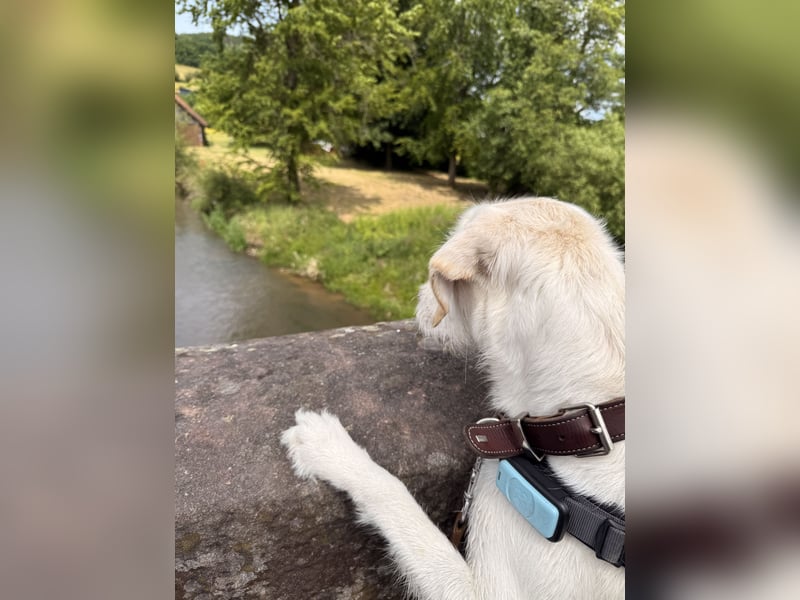 Labradormischling Wilma abzugeben