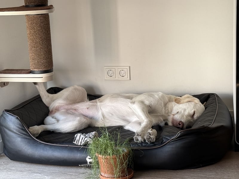 Labradormischling Wilma abzugeben
