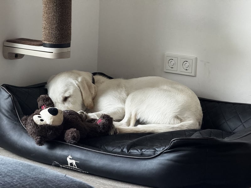 Labradormischling Wilma abzugeben
