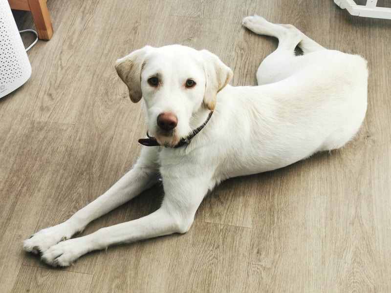 Labradormischling Wilma abzugeben
