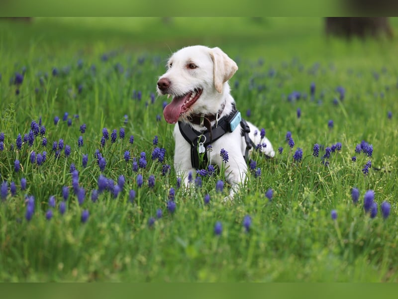 Labradormischling Wilma abzugeben
