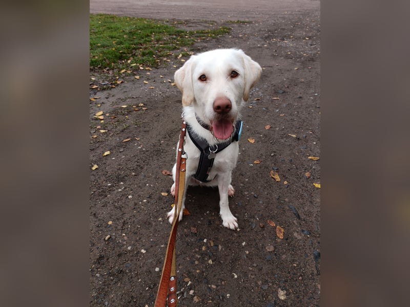 Labradormischling Wilma abzugeben