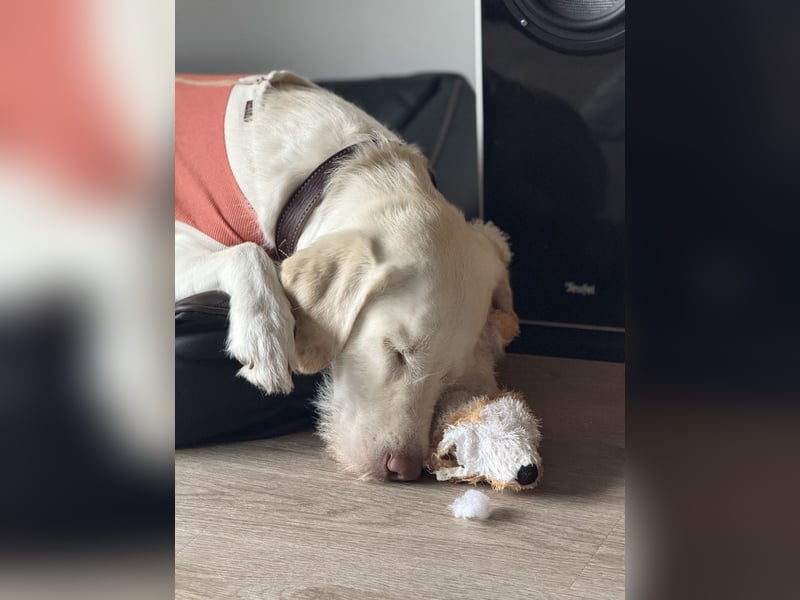 Labradormischling Wilma abzugeben