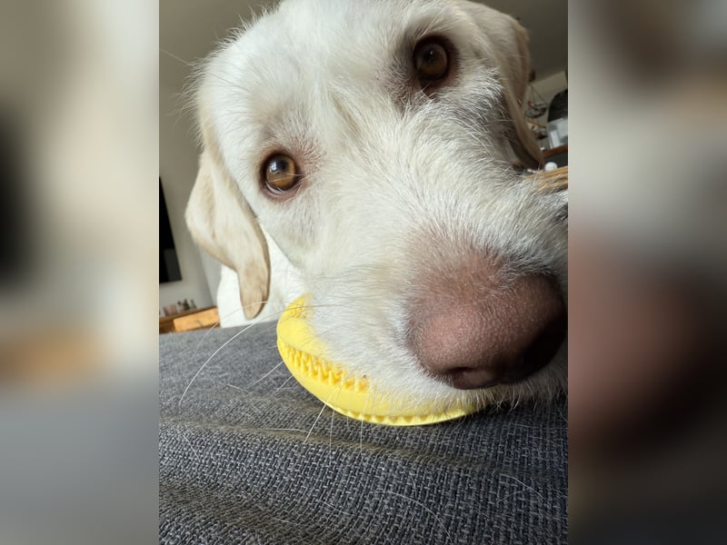 Labradormischling Wilma abzugeben
