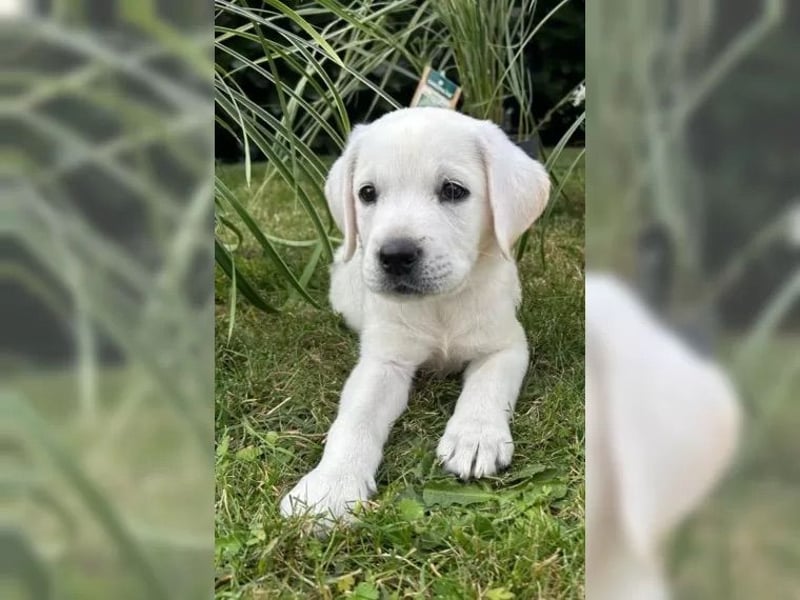 Wunderschöne Labrador Welpen mit Papieren