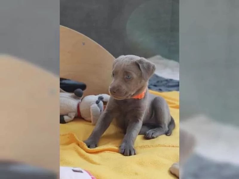 Wunderschöne Labrador Welpen mit Papieren