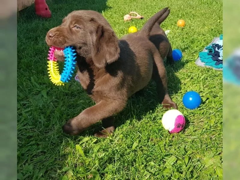 Wunderschöne Labrador Welpen mit Papieren