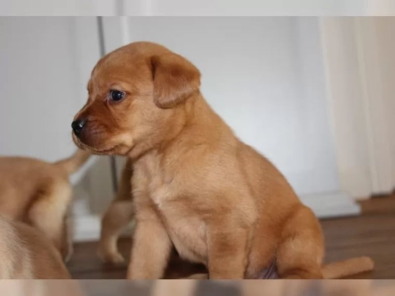 Wunderschöne Labrador Welpen mit Papieren