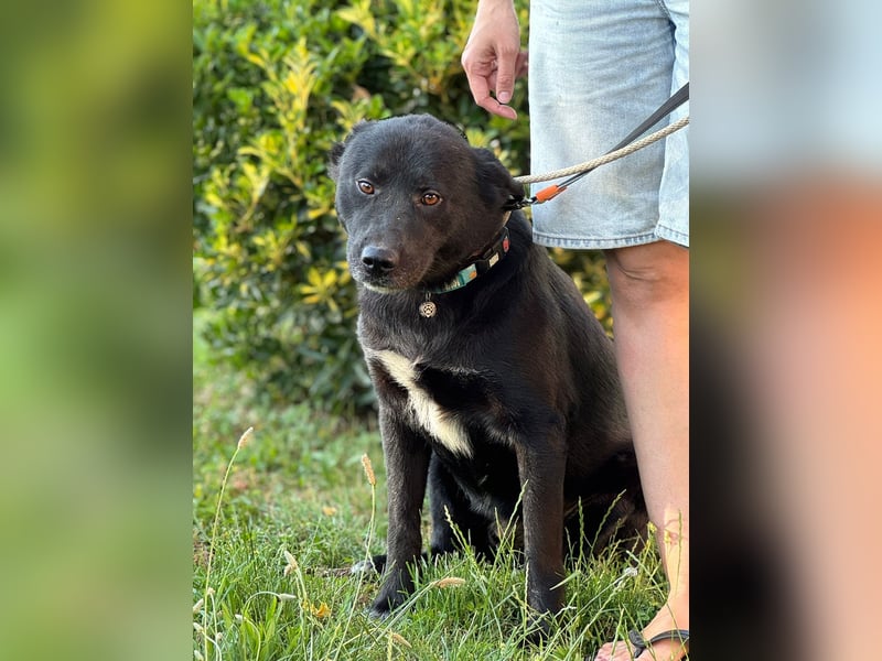 Akita-Labrador Mix Hugo